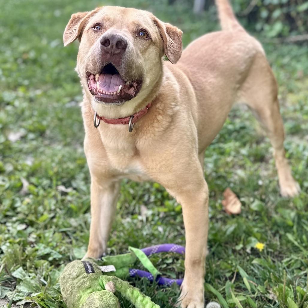 Enlarge Melman, a Adoptable Mixed Breed in Warrensburg, MO image 4/6