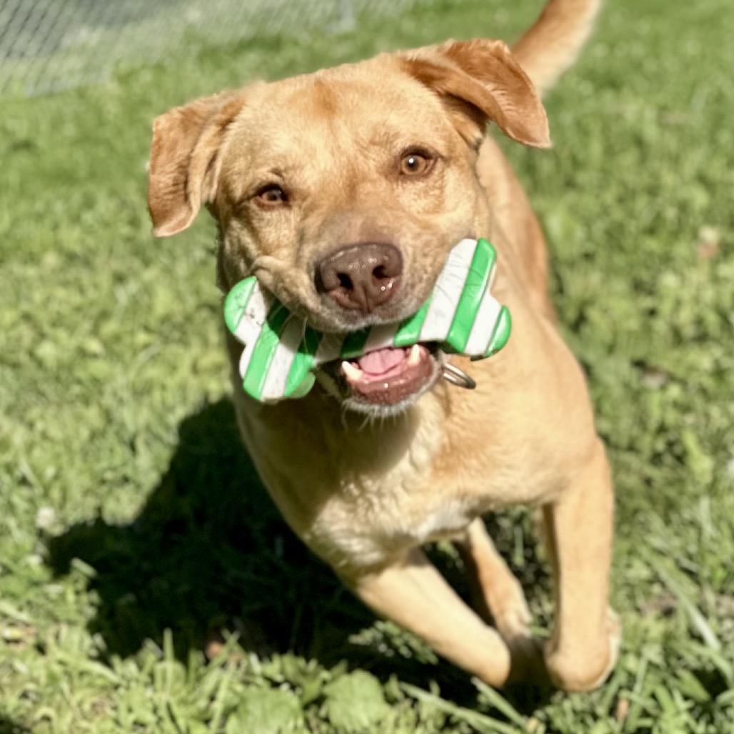 Enlarge Melman, a Adoptable Mixed Breed in Warrensburg, MO image 5/6