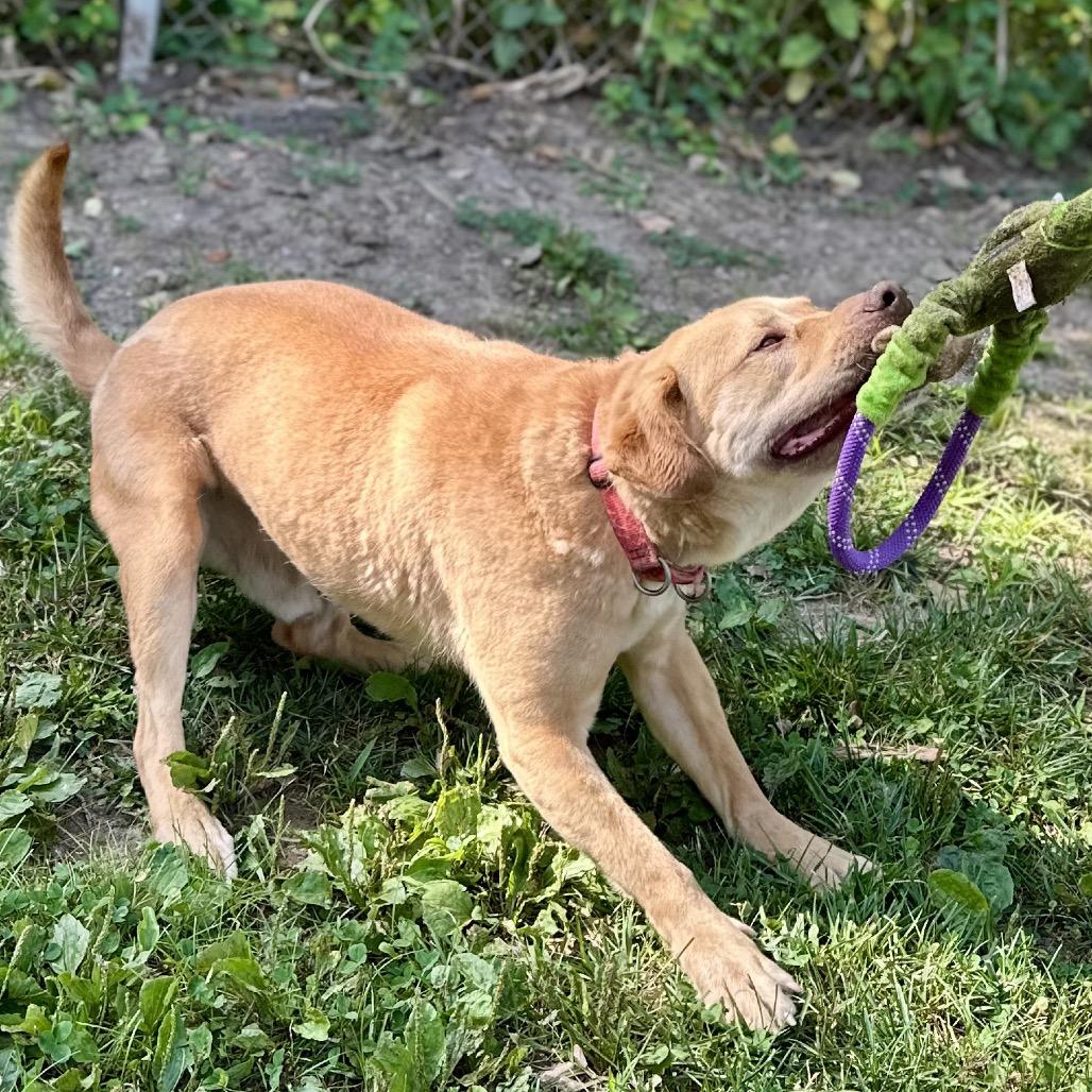 Enlarge Melman, a Adoptable Mixed Breed in Warrensburg, MO image 6/6