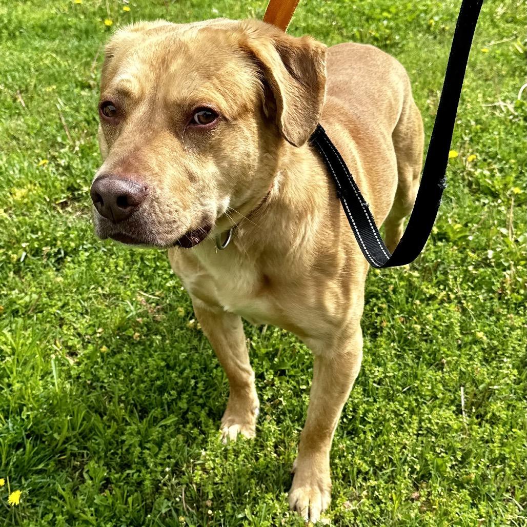 Cujo, Adoptable, Adult Male Mixed Breed.