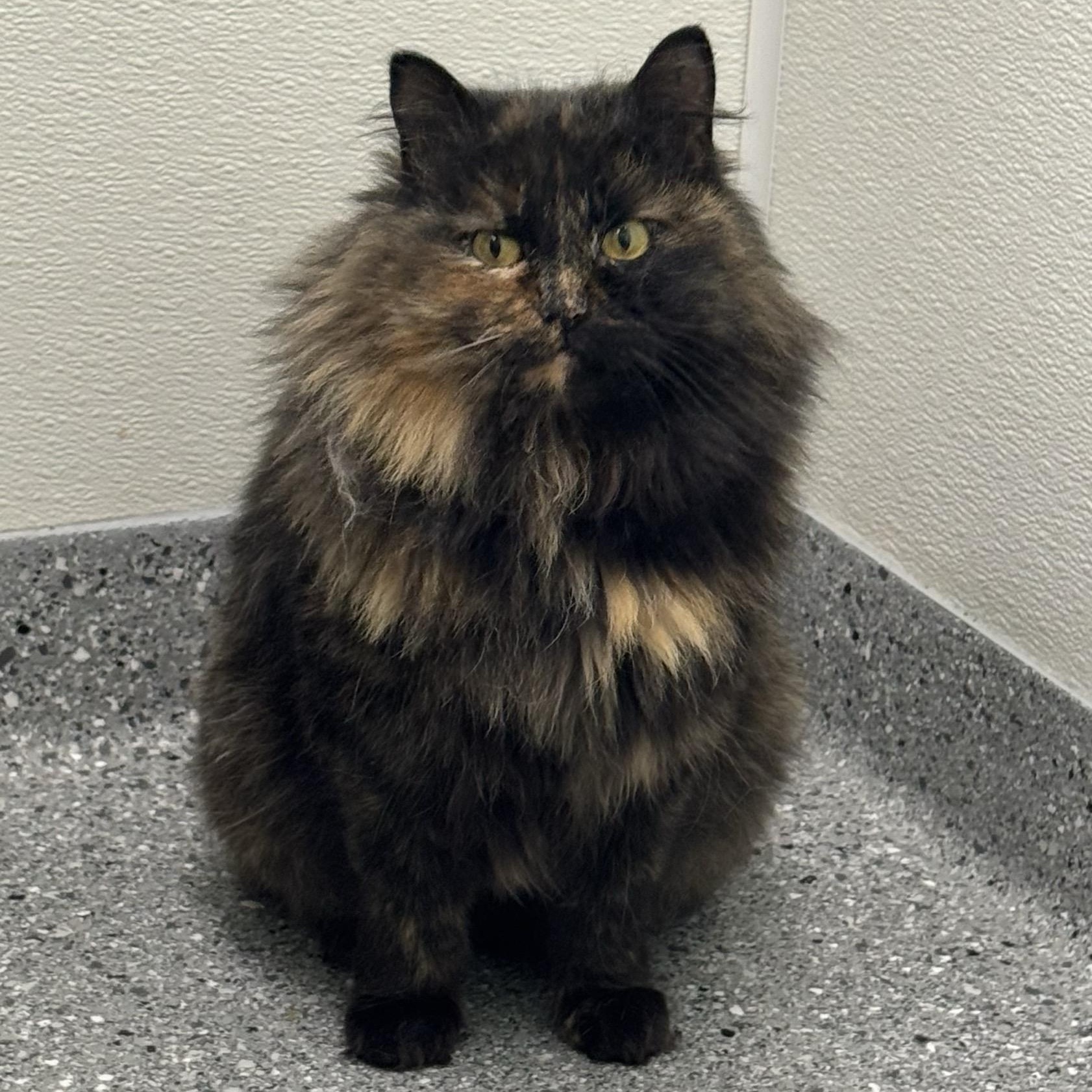 Fern, Adoptable, Young Female Tortoiseshell.