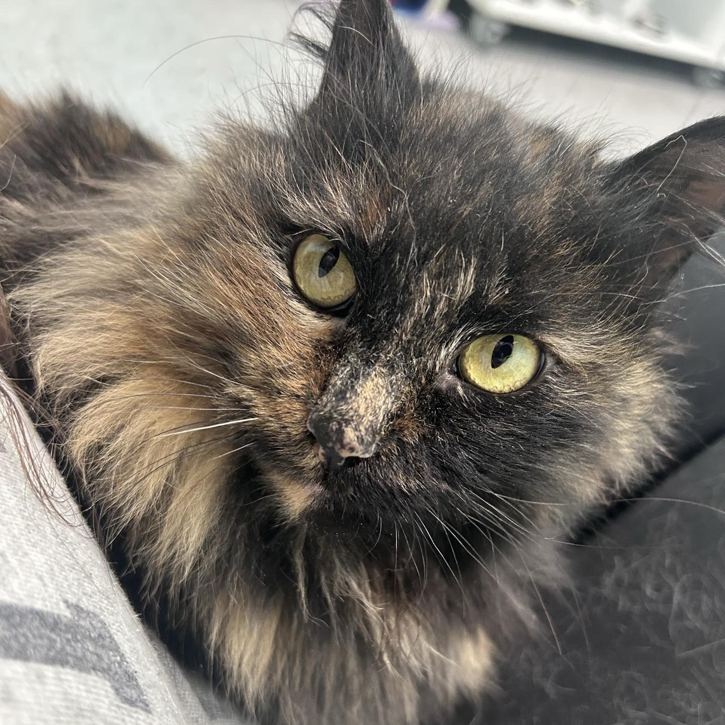 Enlarge Fern, an adopted Tortoiseshell in Morris, MN image 2/4