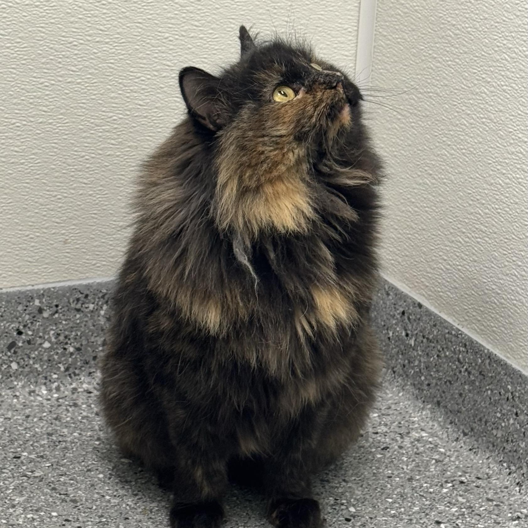 Enlarge Fern, an adopted Tortoiseshell in Morris, MN image 4/4