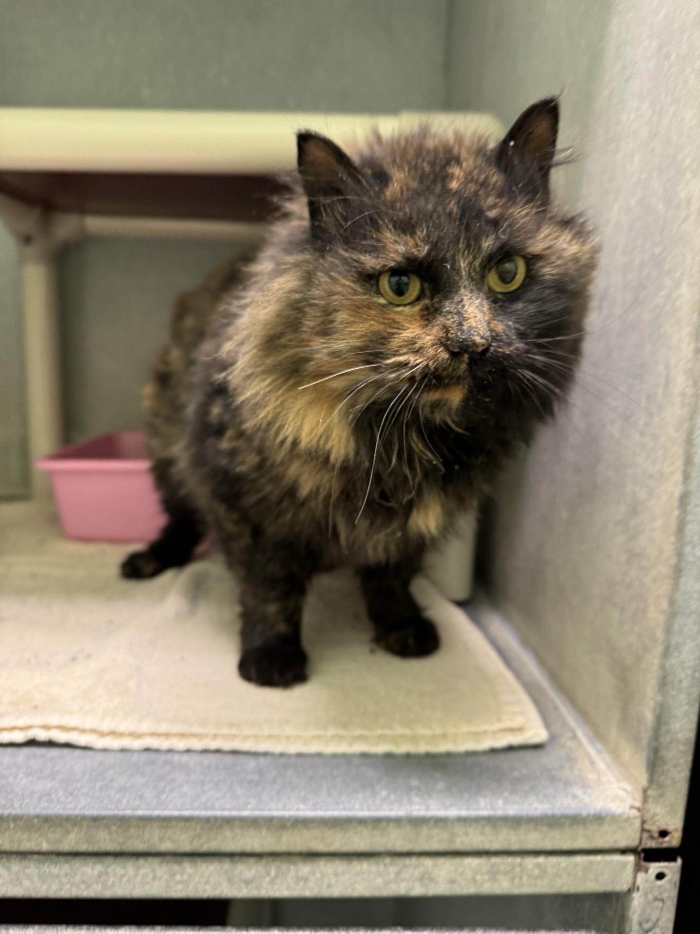 Fern, Adoptable, Young Female Tortoiseshell.