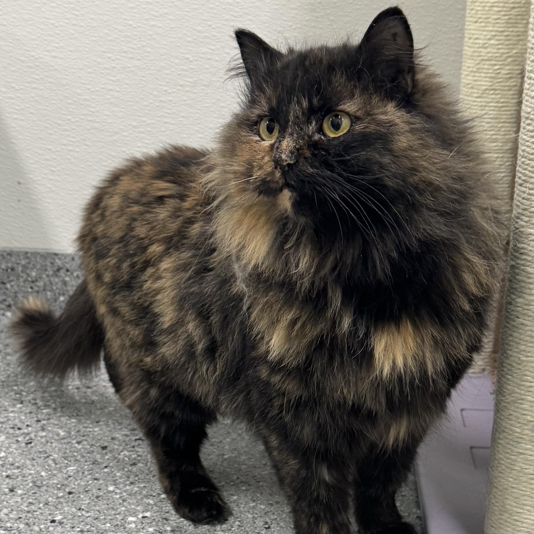 Enlarge Fern, an adopted Tortoiseshell in Morris, MN image 3/4