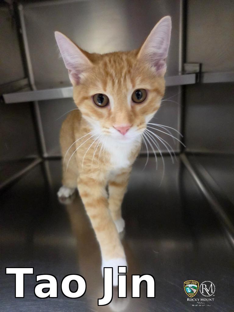 Enlarge Tao Jin, a Adopted mixed breed in Rocky Mount, NC image 1/1