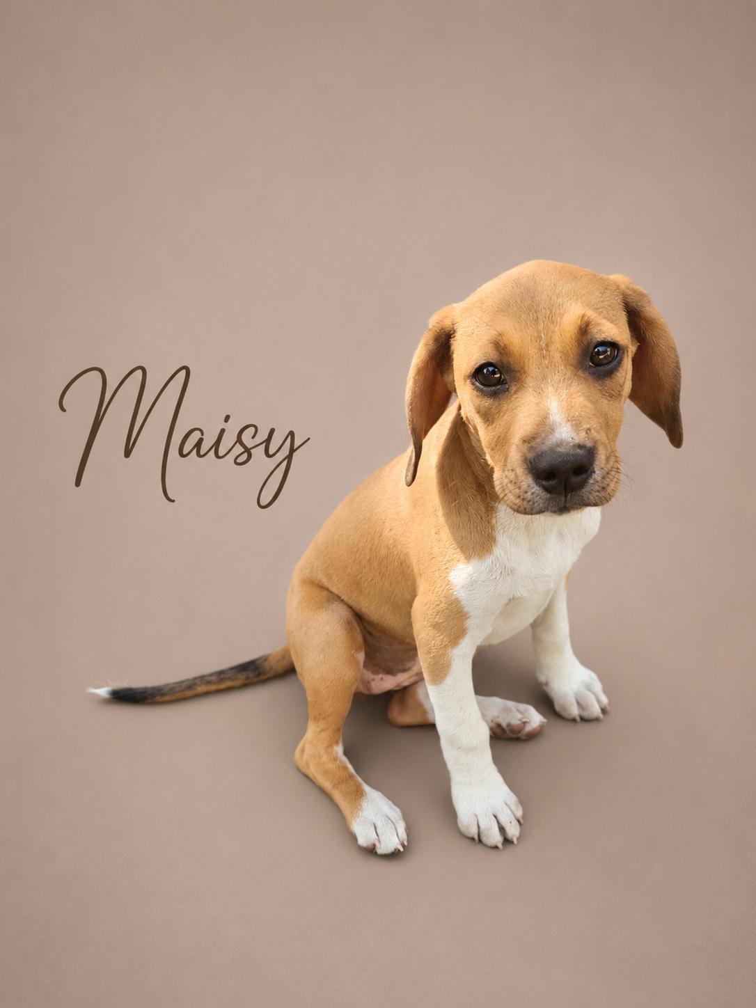 Maisy, ADOPTABLE, Puppy Female Beagle.