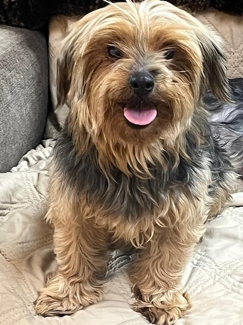 Marley, Adoptable, Adult Female Yorkshire Terrier.
