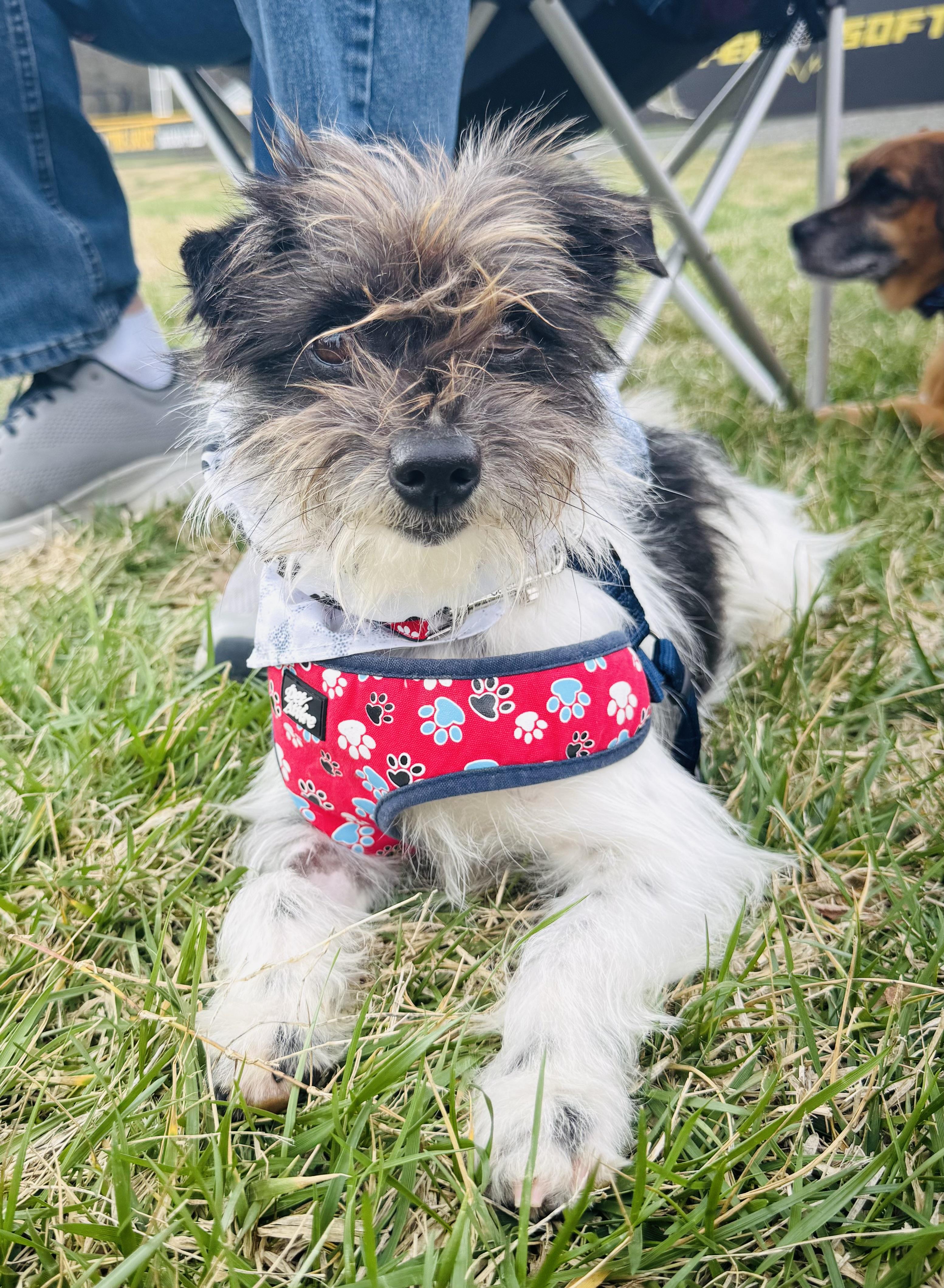 Enlarge Archer, an adopted Yorkie Poo in Albemarle, NC image 1/4