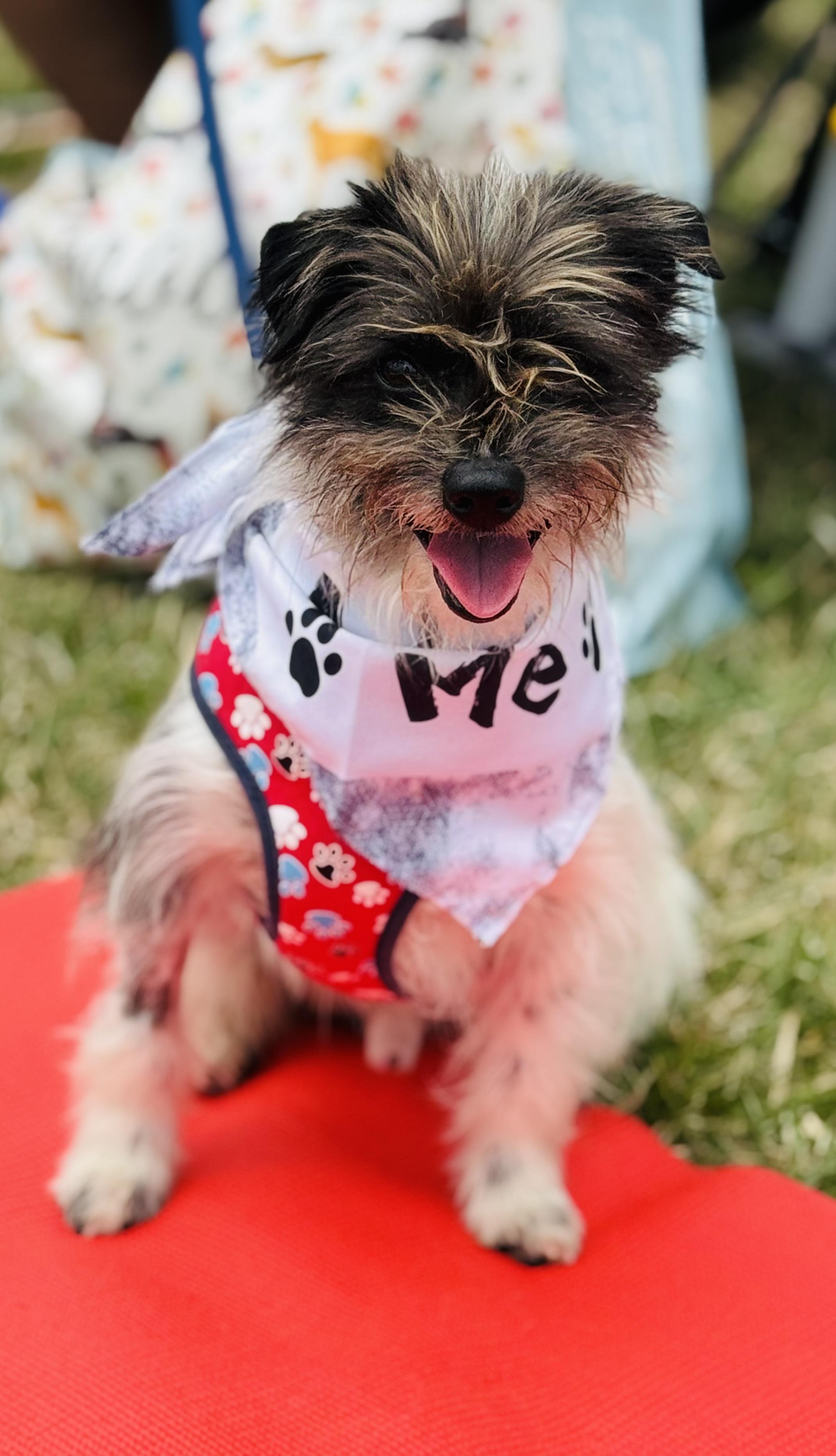 Enlarge Archer, an adopted Yorkie Poo in Albemarle, NC image 2/4