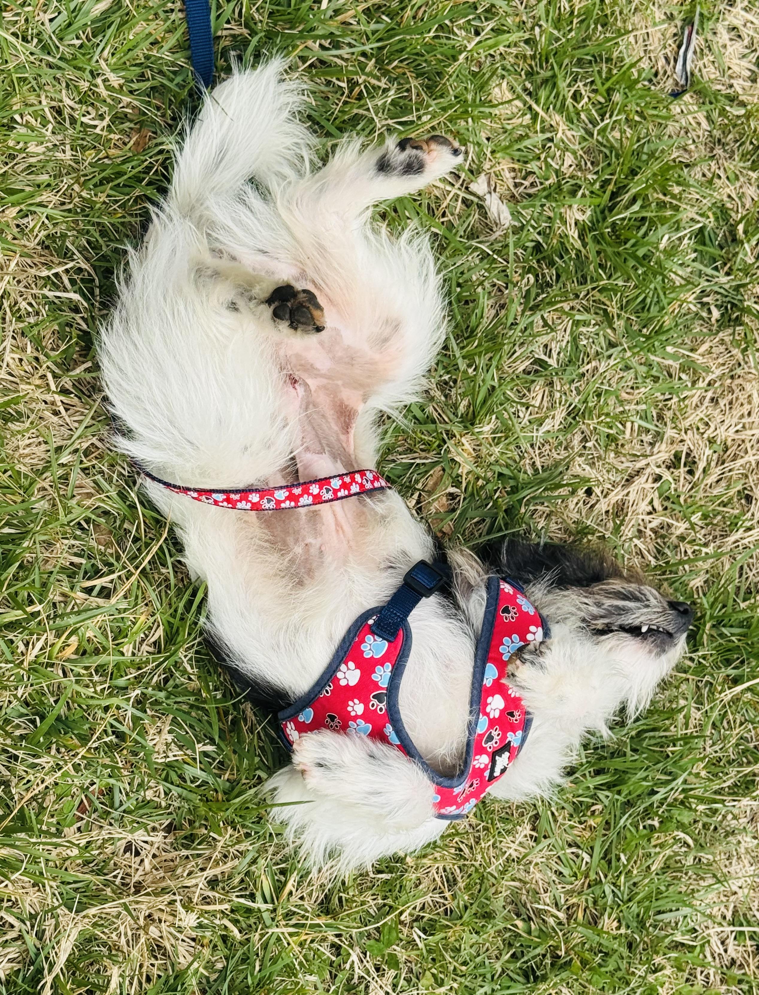 Enlarge Archer, an adopted Yorkie Poo in Albemarle, NC image 4/4