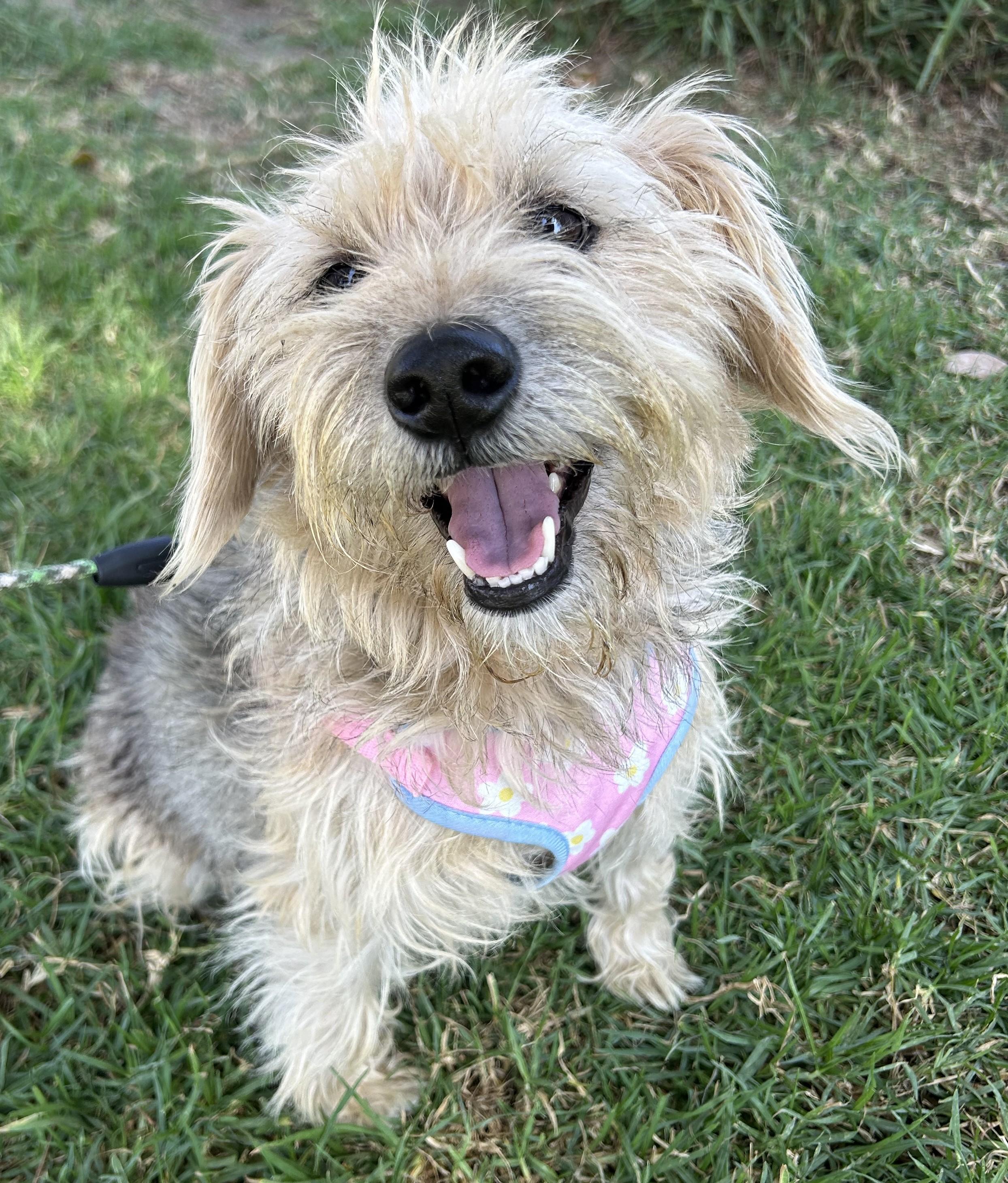 CINDY, a ADOPTABLE mixed breed in Bell Gardens, CA image 5/5