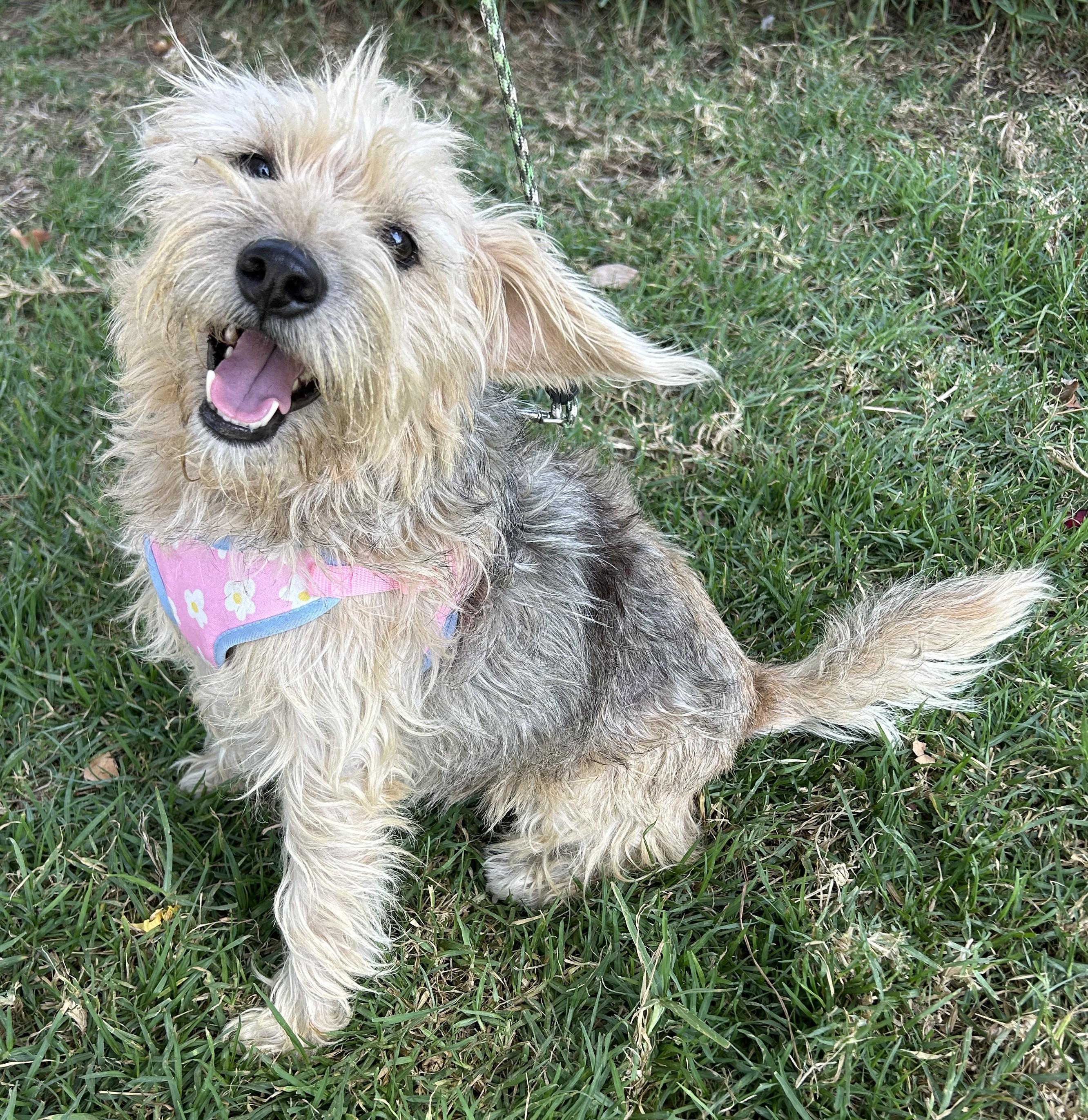 CINDY, a ADOPTABLE mixed breed in Bell Gardens, CA image 1/5