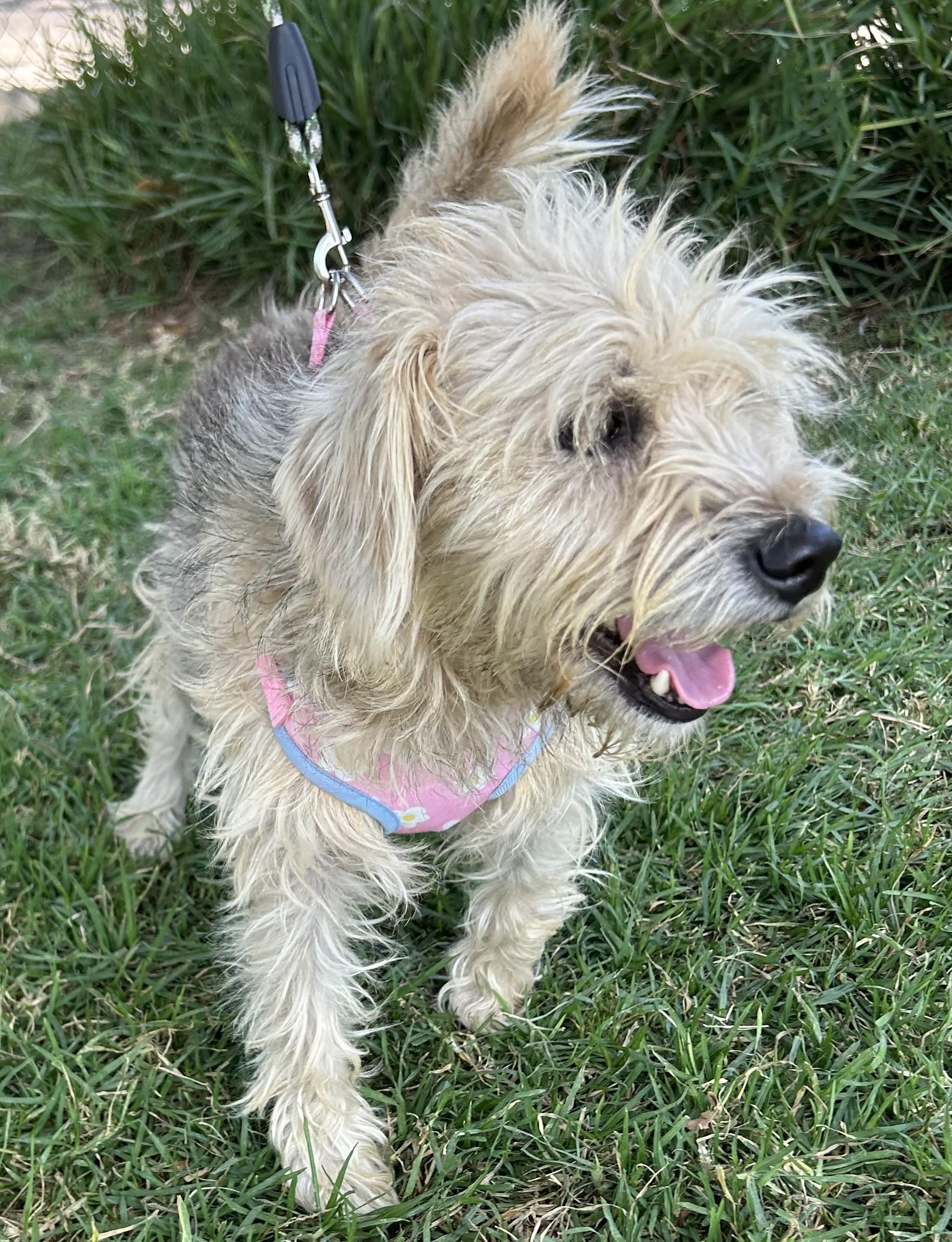 CINDY, a ADOPTABLE mixed breed in Bell Gardens, CA image 3/5