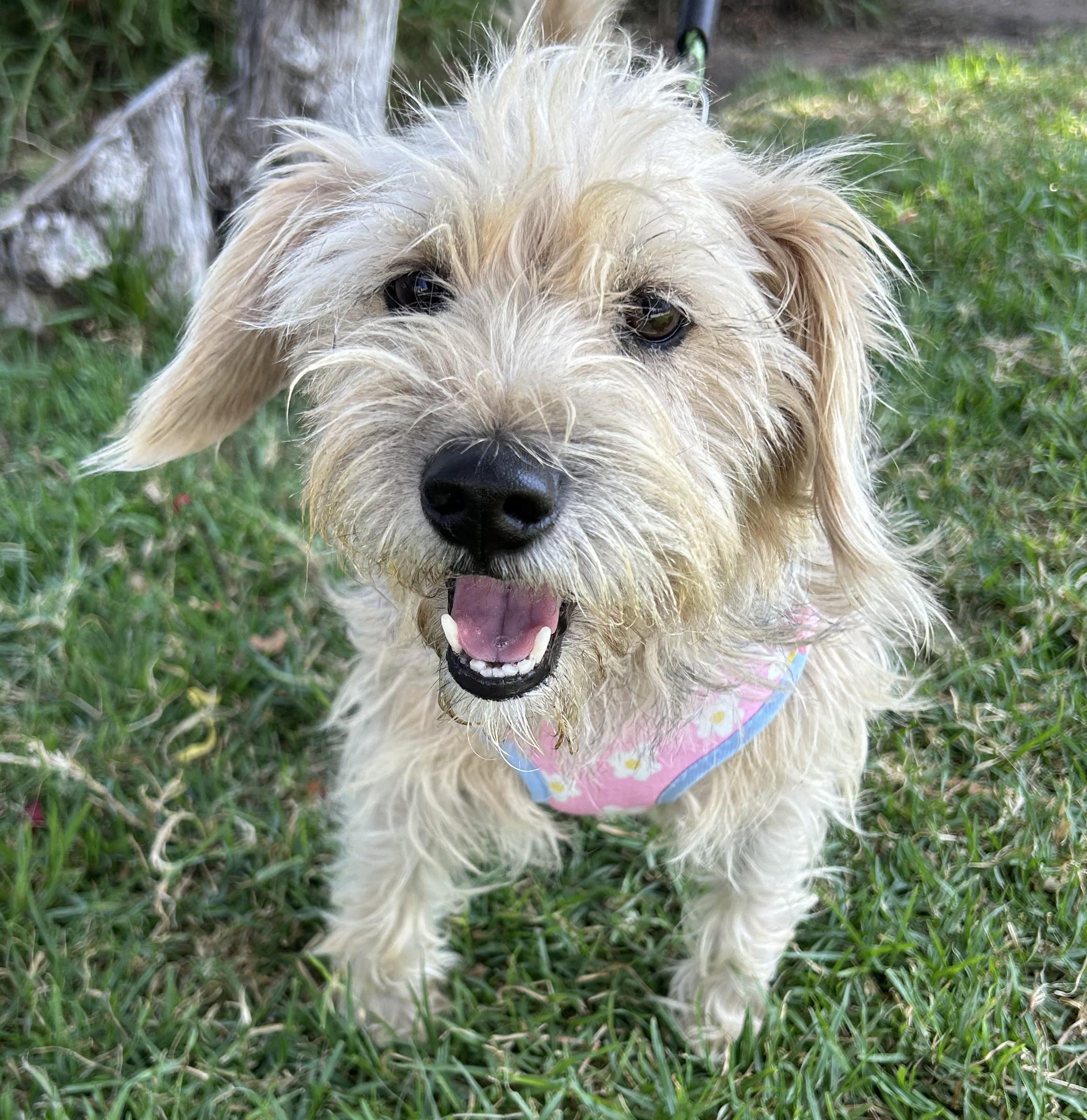 CINDY, a ADOPTABLE mixed breed in Bell Gardens, CA image 2/5