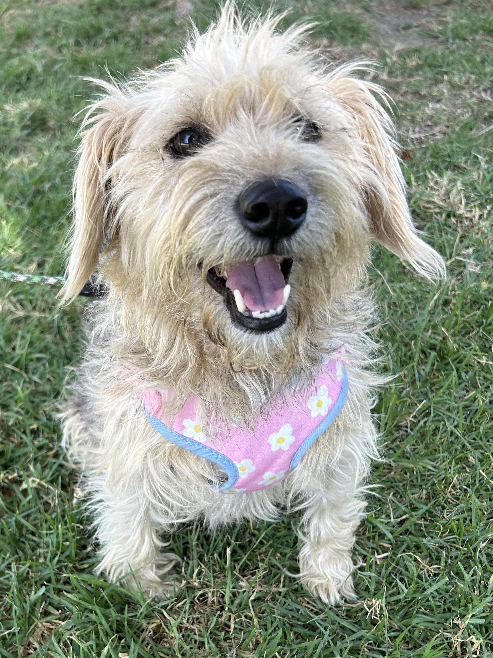 CINDY, a ADOPTABLE mixed breed in Bell Gardens, CA image 4/5