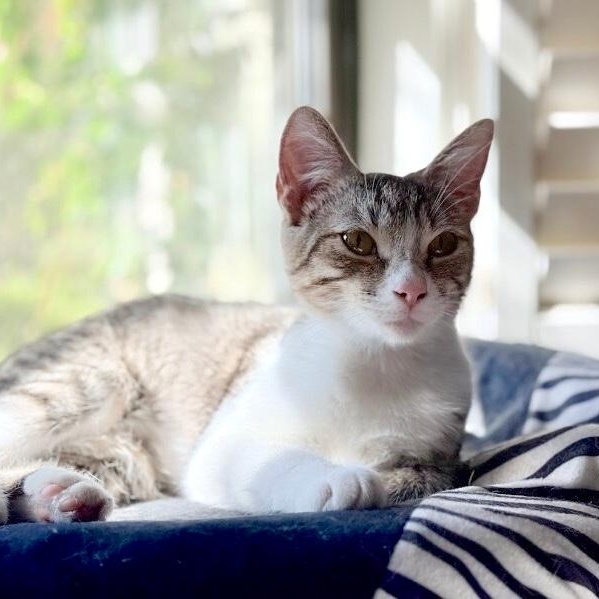 Katniss Hunger Games — thumbnail 2