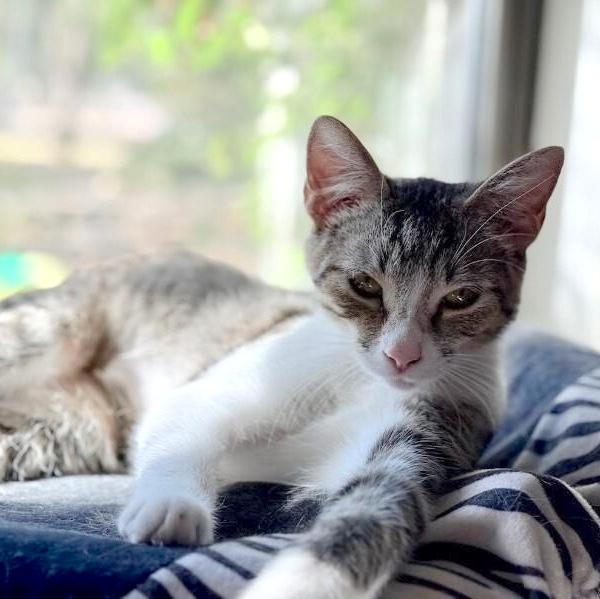 Katniss Hunger Games — thumbnail 5