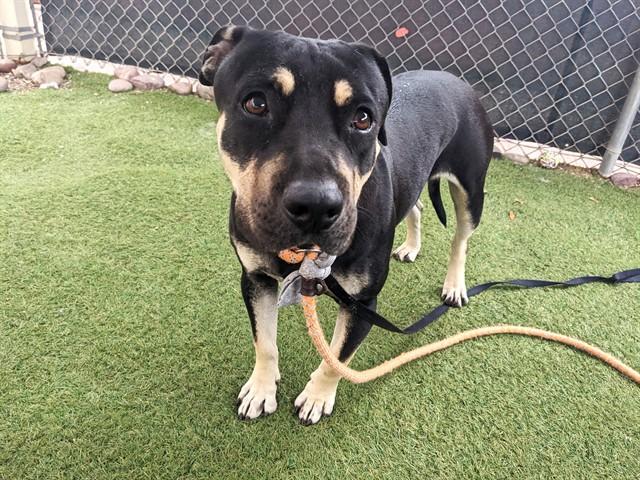 HIBISCUS, Adoptable, Adult Female German Shepherd Dog & Pit Bull Terrier.