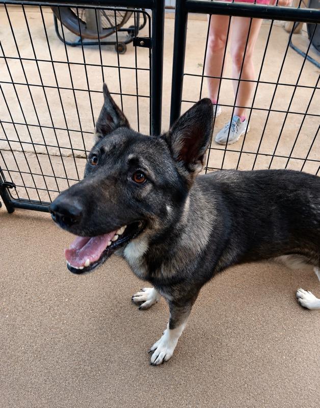 Enlarge MAUI, a Adoptable Shepherd in Marianna, FL image 1/1