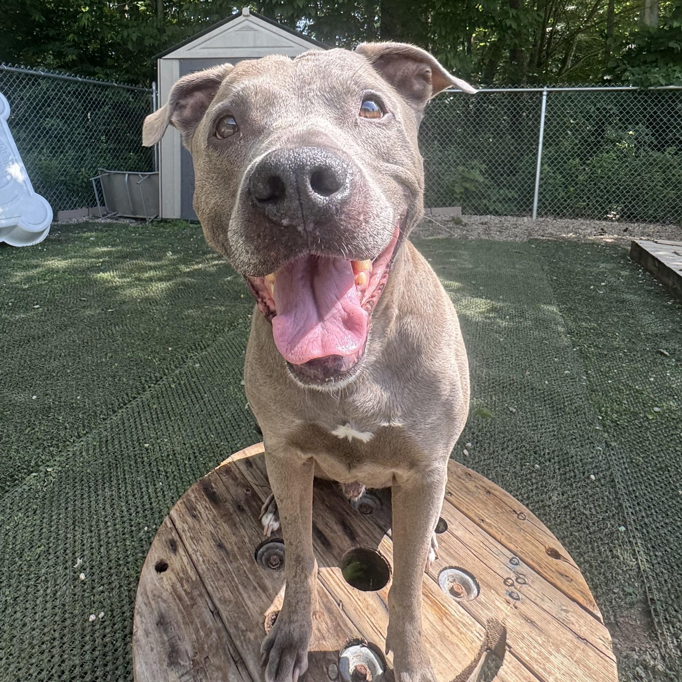 Fin is in Maine CROSS POST, a ADOPTABLE mixed breed in Portland, ME image 2/6