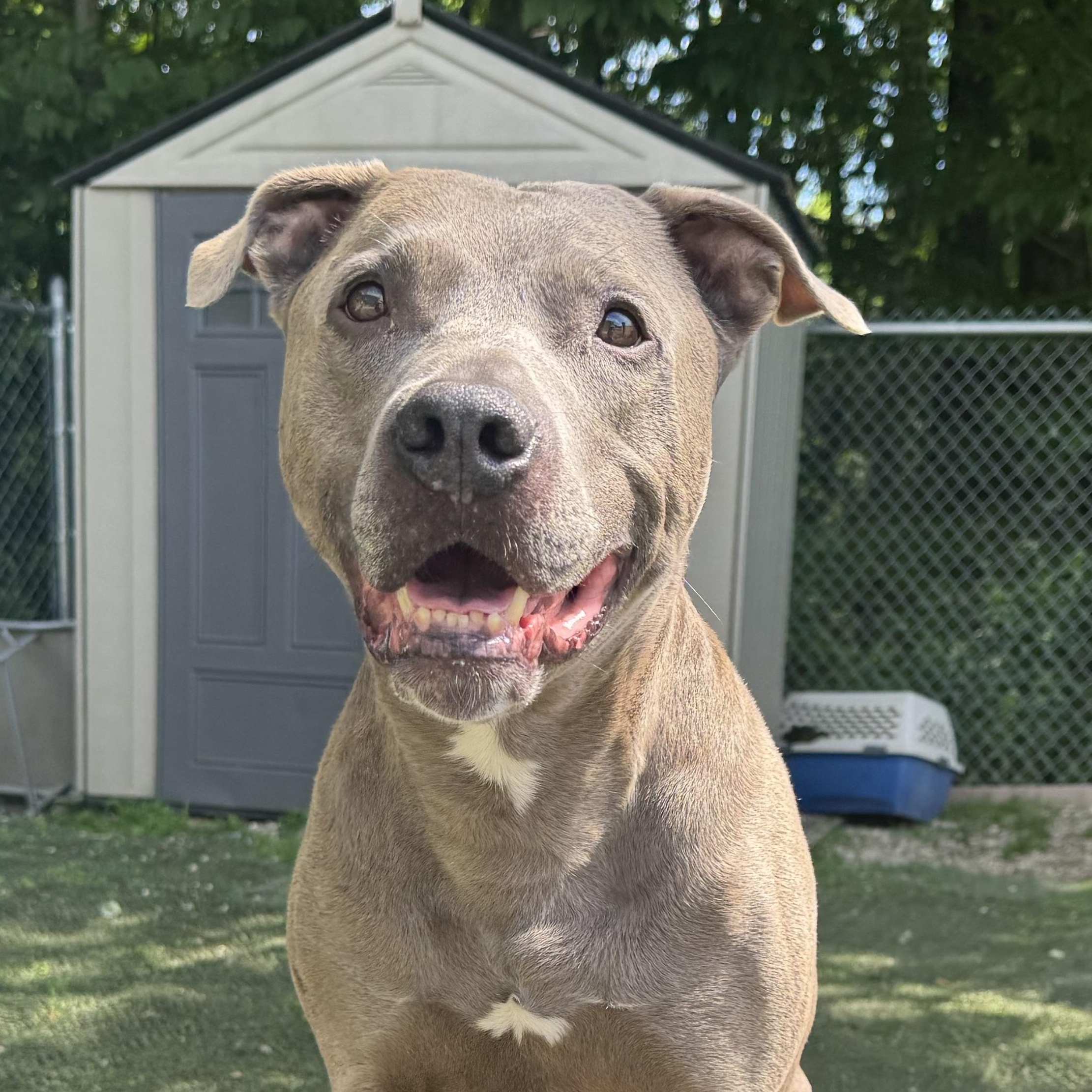 Fin is in Maine CROSS POST, ADOPTABLE, Senior Male American Staffordshire Terrier.