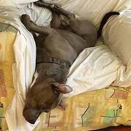 Enlarge Fin is in Maine CROSS POST, a ADOPTABLE mixed breed in Portland, ME image 4/5