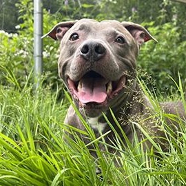 Enlarge Fin is in Maine CROSS POST, a ADOPTABLE mixed breed in Portland, ME image 1/5