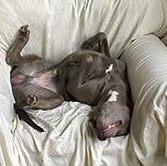 Enlarge Fin is in Maine CROSS POST, a ADOPTABLE mixed breed in Portland, ME image 3/5