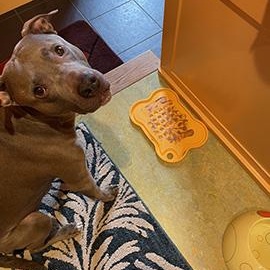 Fin is in Maine CROSS POST, ADOPTABLE, Senior Male American Staffordshire Terrier.