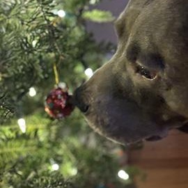 Enlarge Fin is in Maine CROSS POST, a ADOPTABLE mixed breed in Portland, ME image 5/5