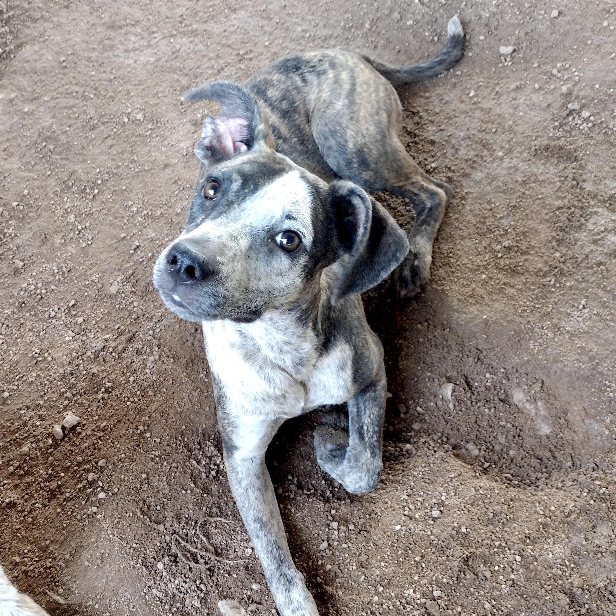 Rouge, an adoptable Mixed Breed in Mexicali, BCN, 21280 | Photo Image 1