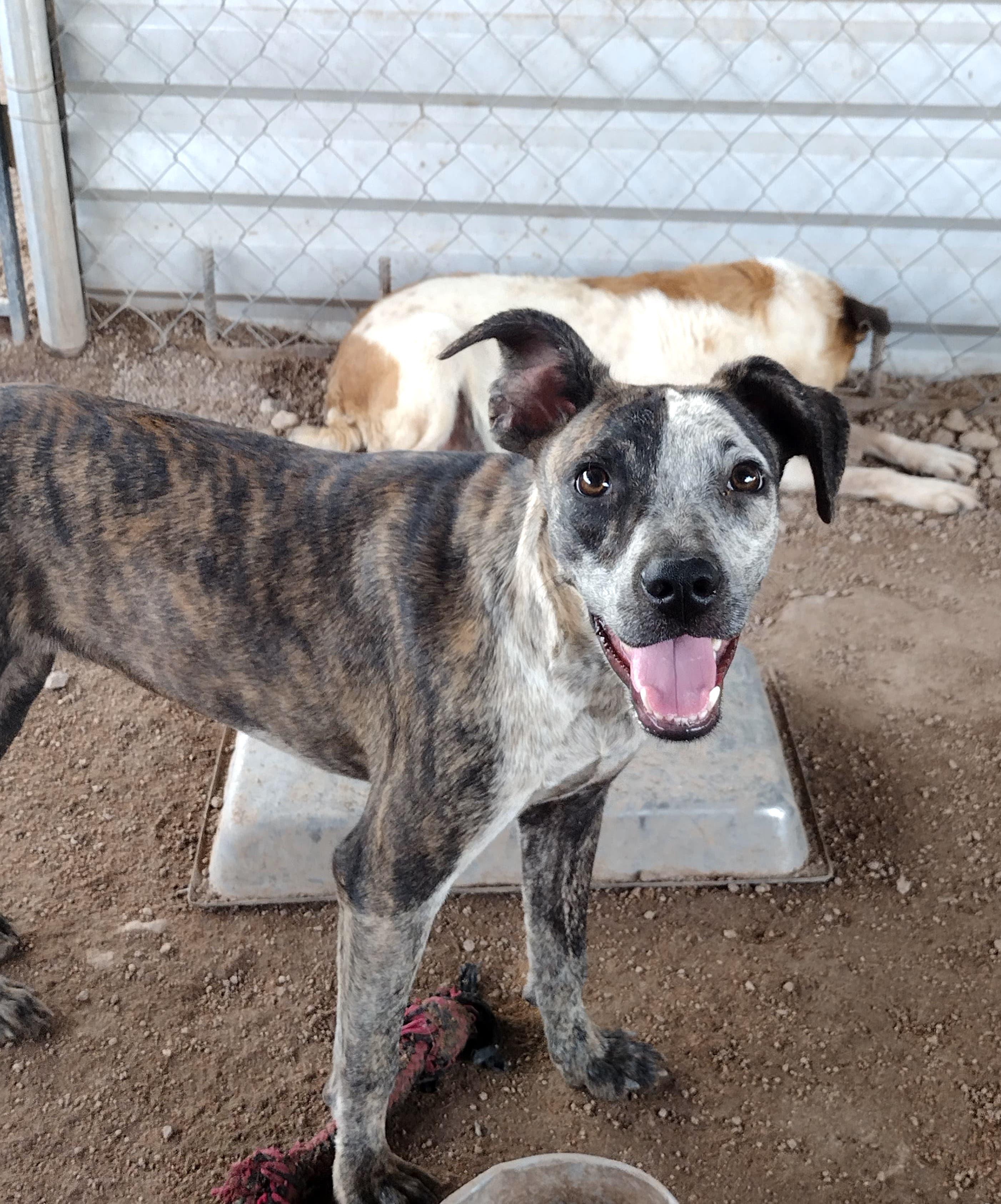 Rouge, an adoptable Mixed Breed in Mexicali, BCN, 21280 | Photo Image 2