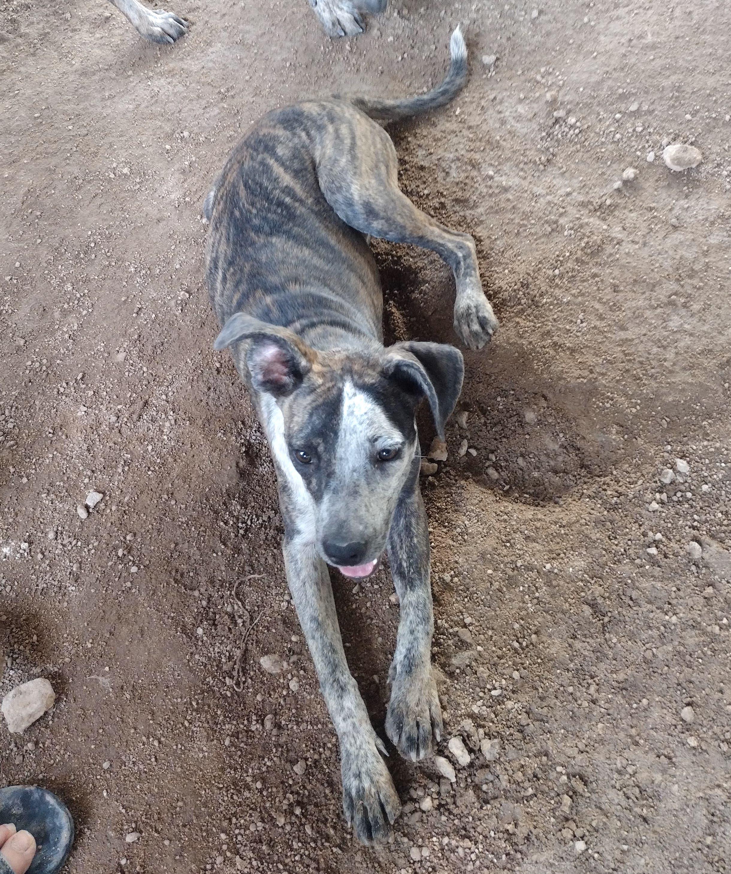 Rouge, an adoptable Mixed Breed in Mexicali, BCN, 21280 | Photo Image 5