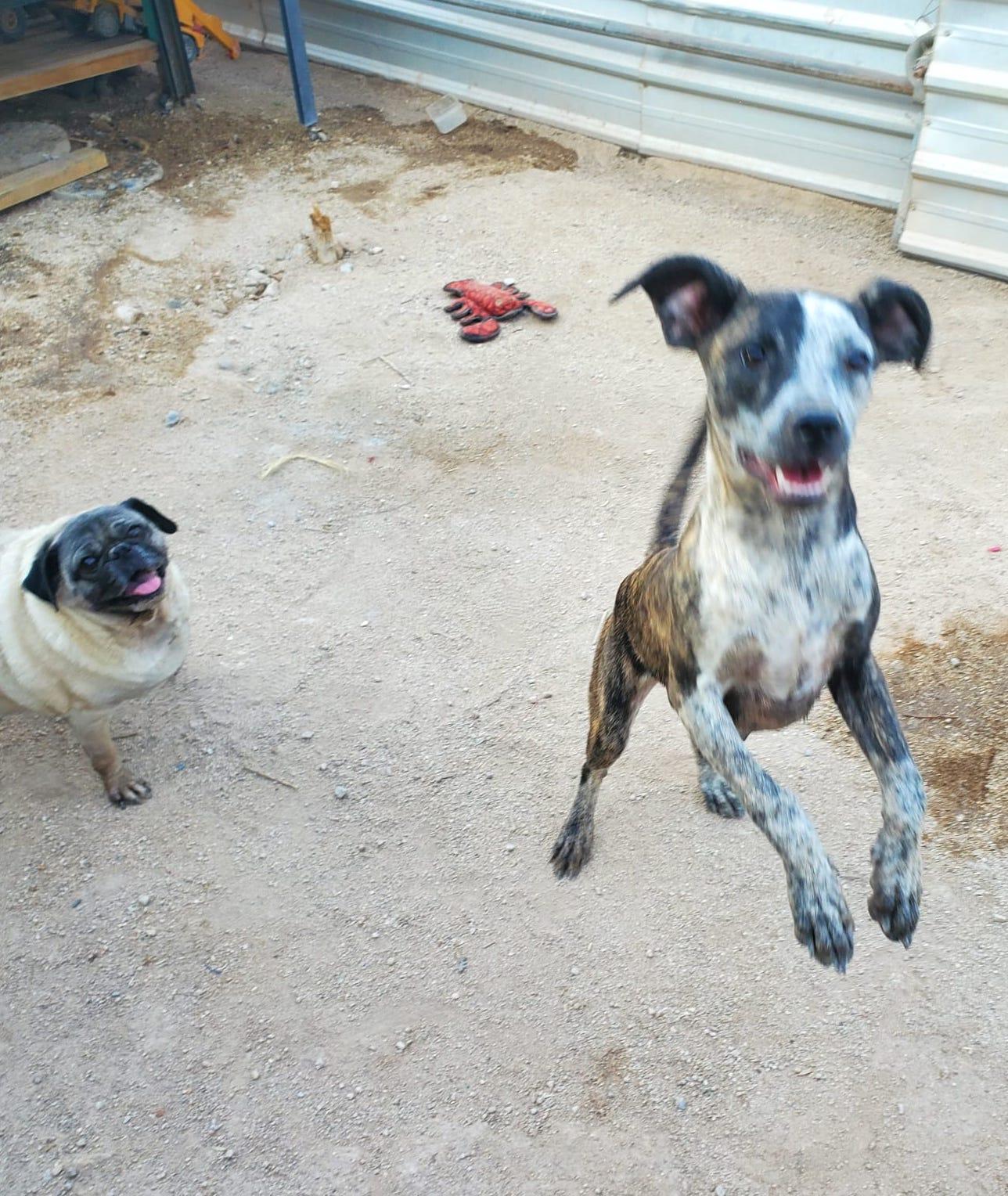 Rouge, an adoptable Mixed Breed in Mexicali, BCN, 21280 | Photo Image 5