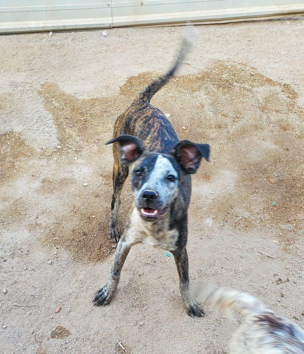 Rouge, an adoptable Mixed Breed in Mexicali, BCN, 21280 | Photo Image 4