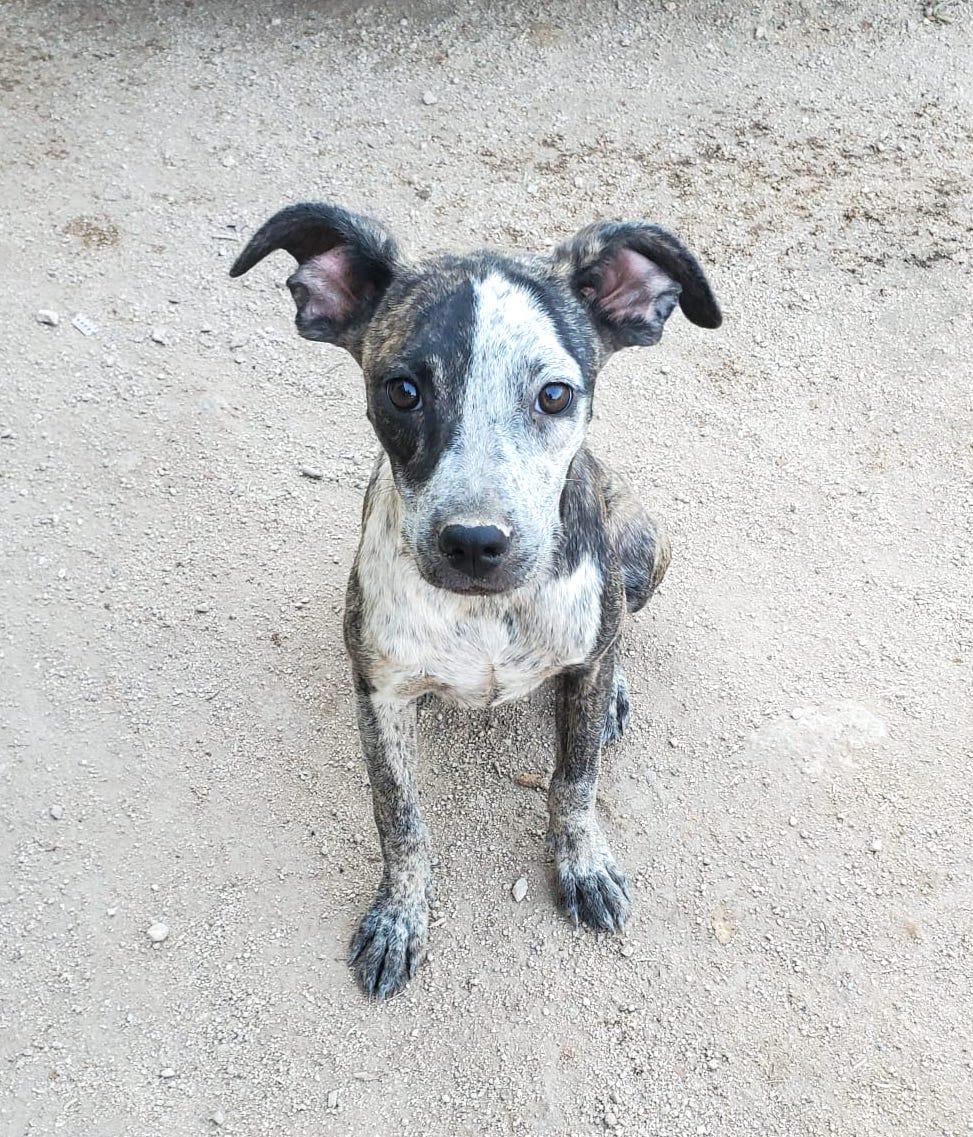 Rouge, an adoptable Mixed Breed in Mexicali, BCN, 21280 | Photo Image 1