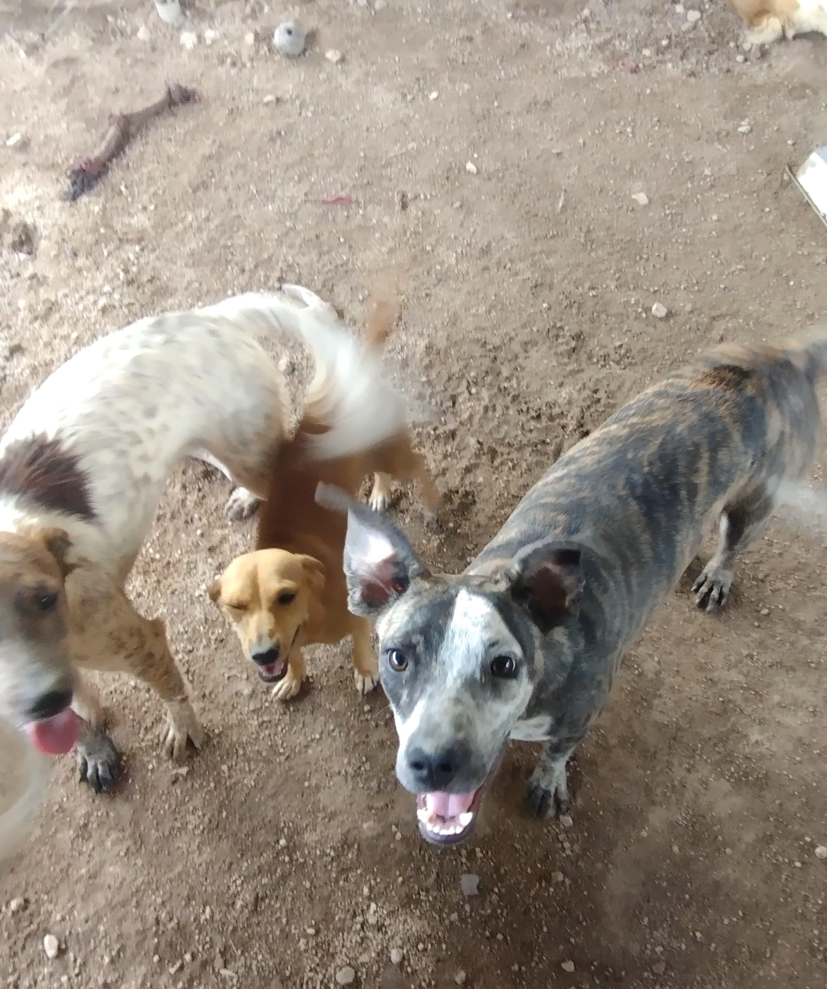 Rouge, an adoptable Mixed Breed in Mexicali, BCN, 21280 | Photo Image 3