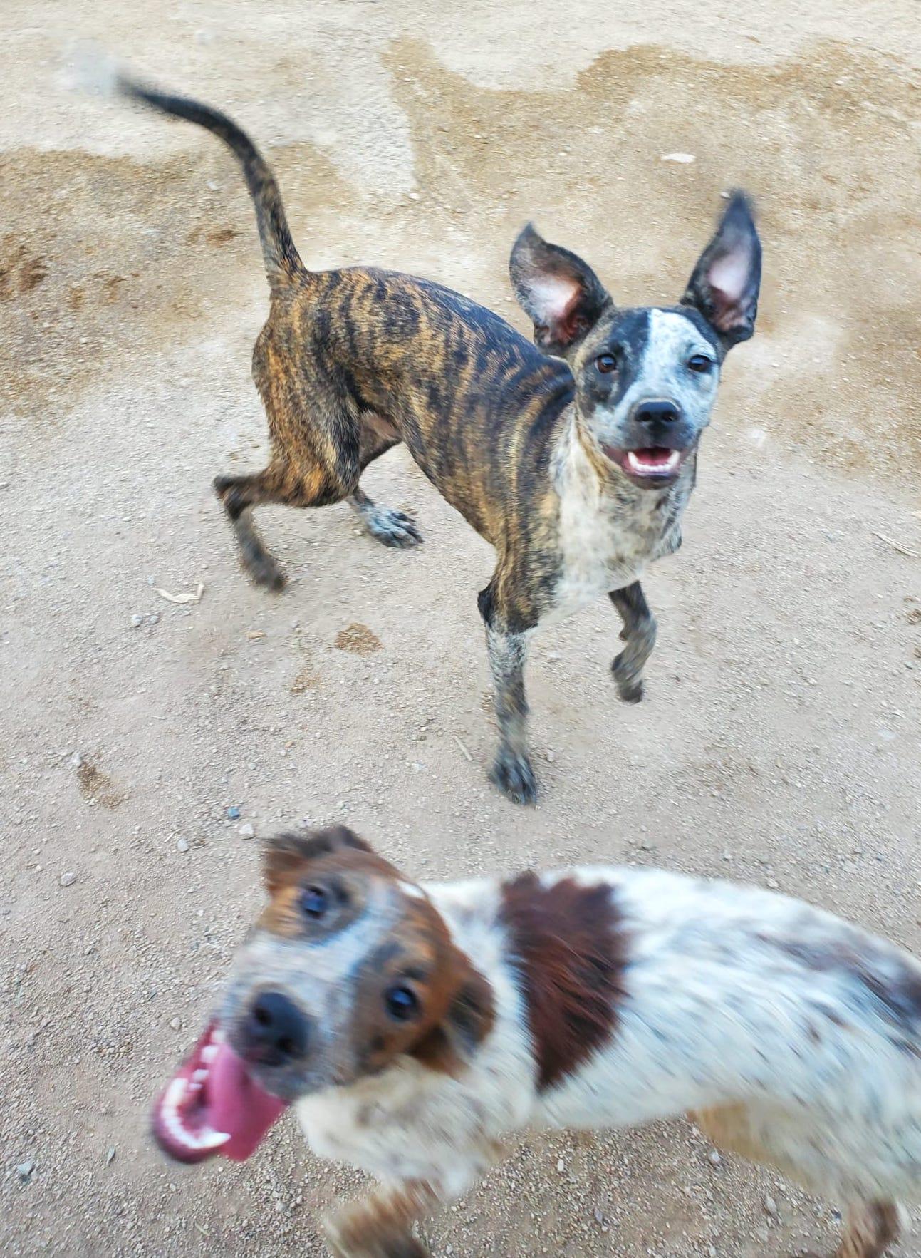 Rouge, an adoptable Mixed Breed in Mexicali, BCN, 21280 | Photo Image 3