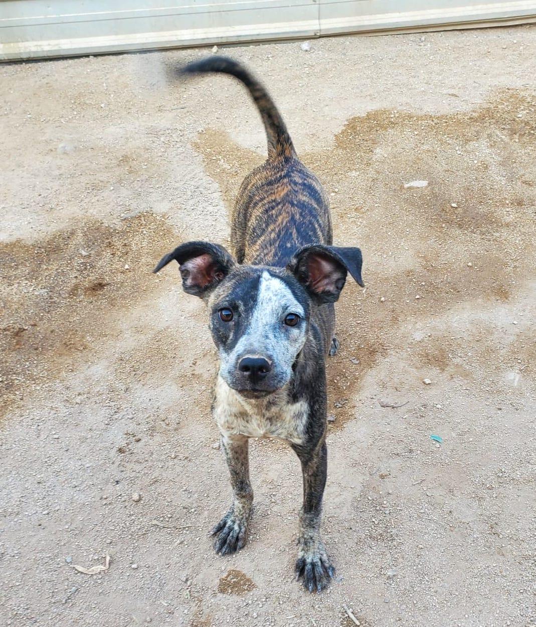 Rouge, an adoptable Mixed Breed in Mexicali, BCN, 21280 | Photo Image 2