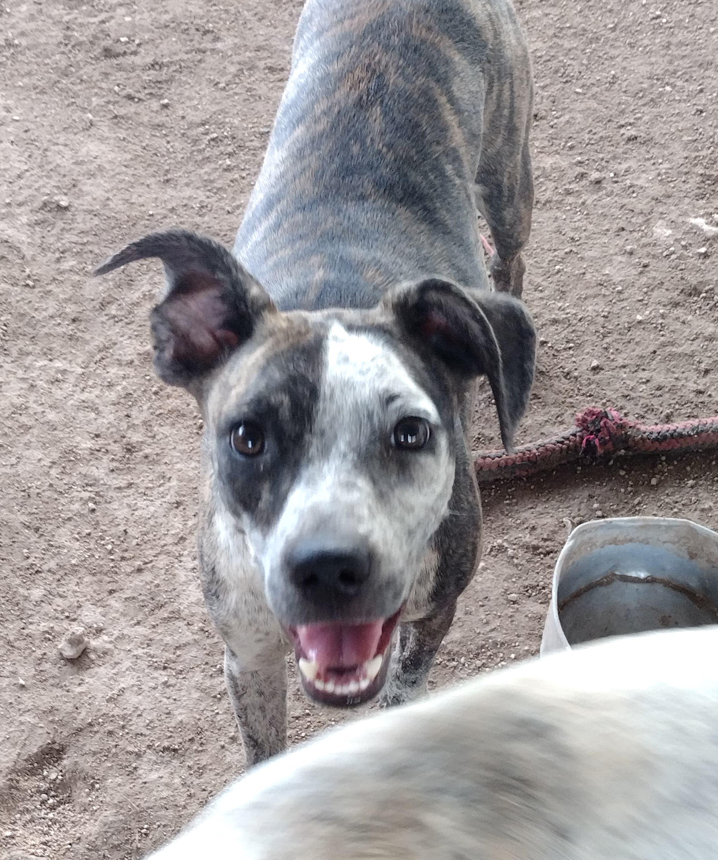 Rouge, an adoptable Mixed Breed in Mexicali, BCN, 21280 | Photo Image 4