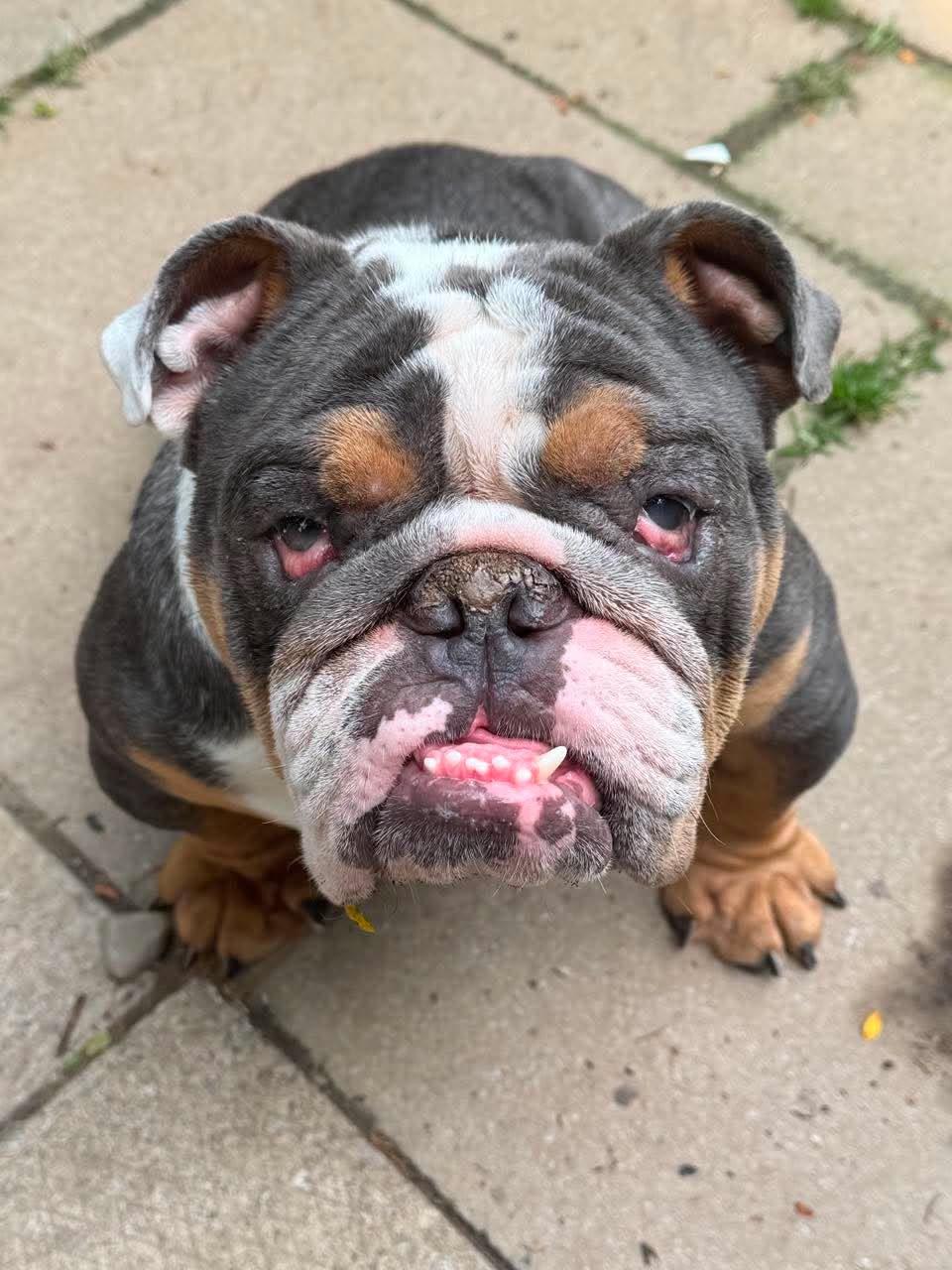 Stanley, Adoptable, Adult Male English Bulldog.