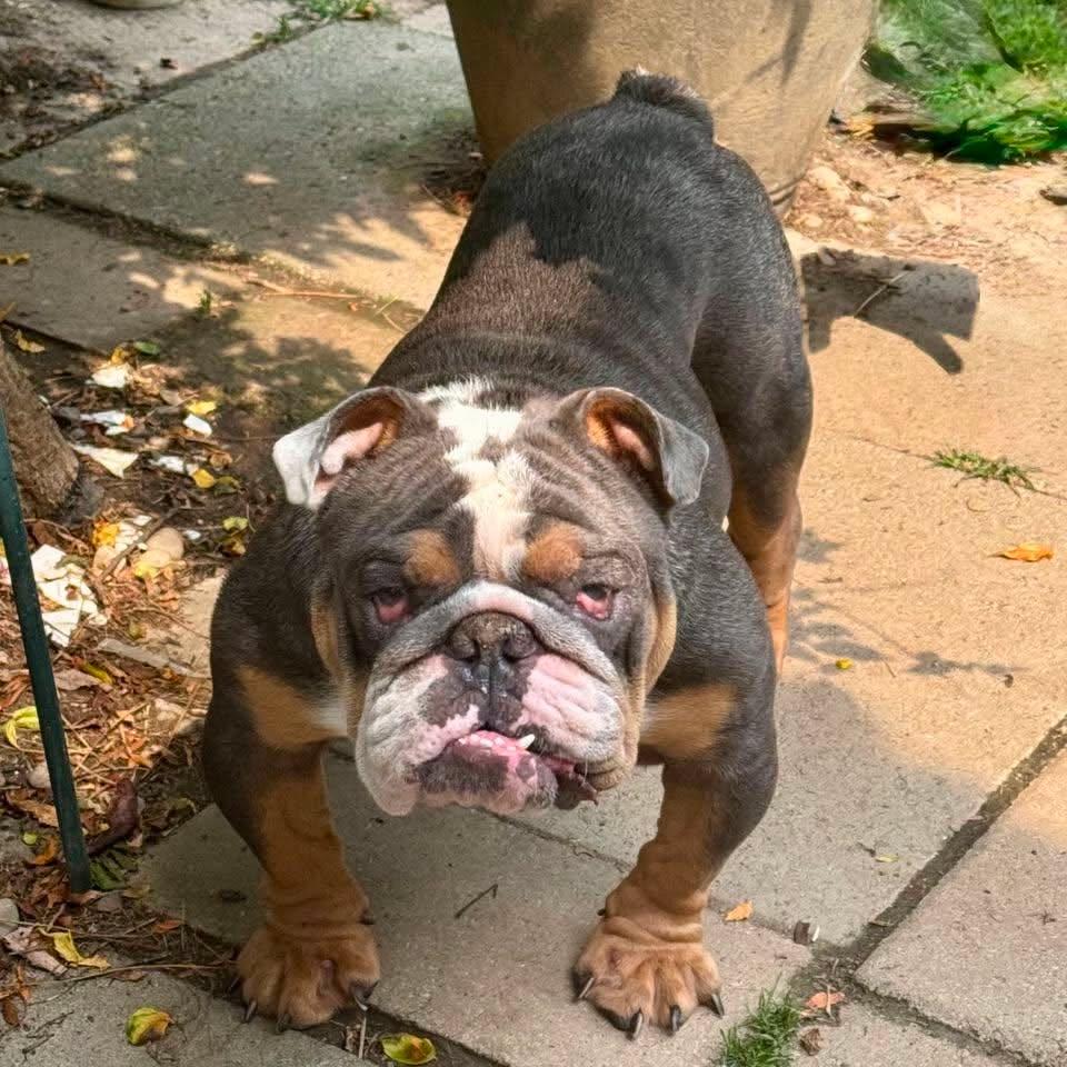Stanley, a Adoptable English Bulldog in Buffalo, NY image 2/3