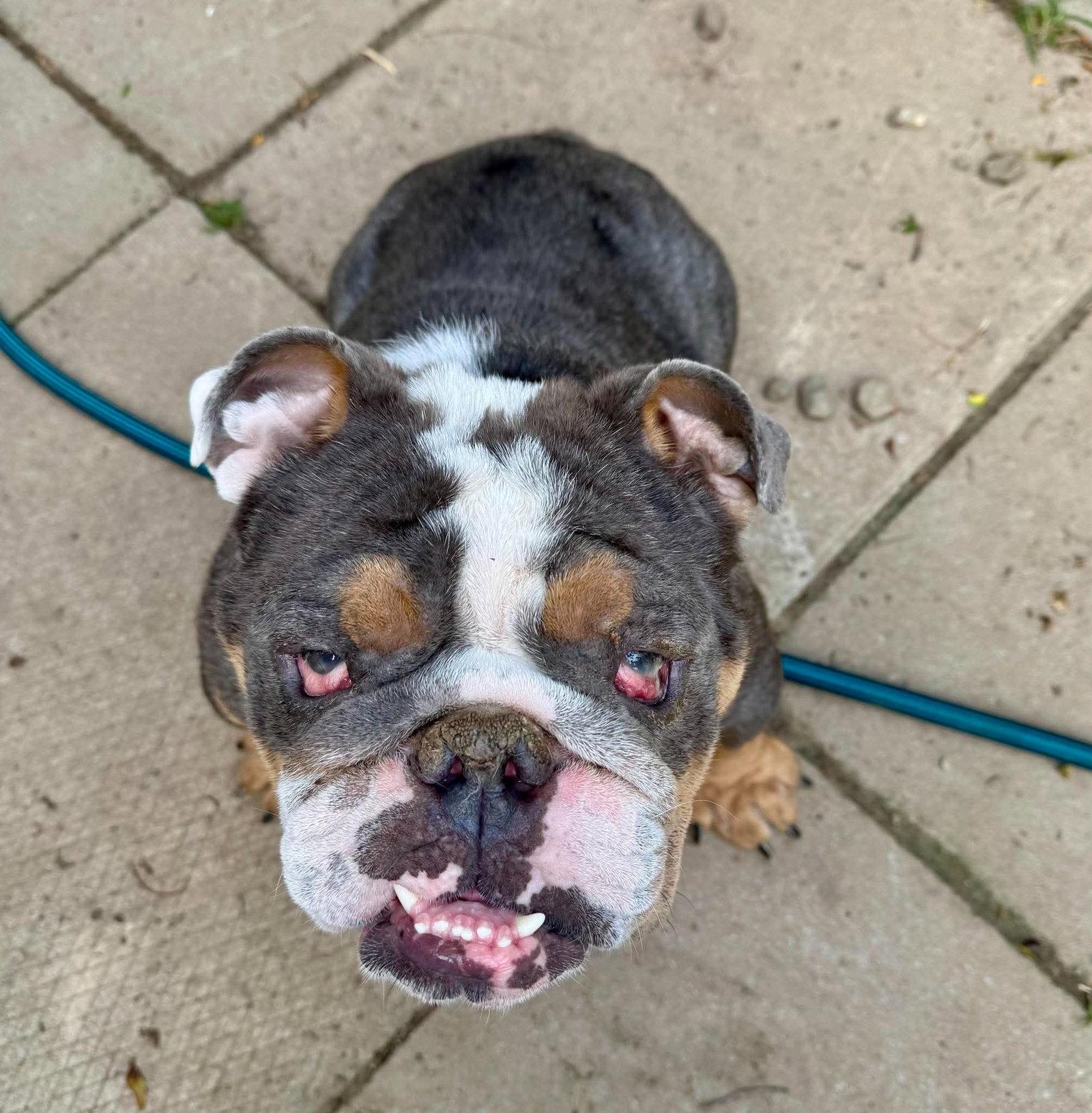 Stanley, Adoptable, Adult Male English Bulldog.