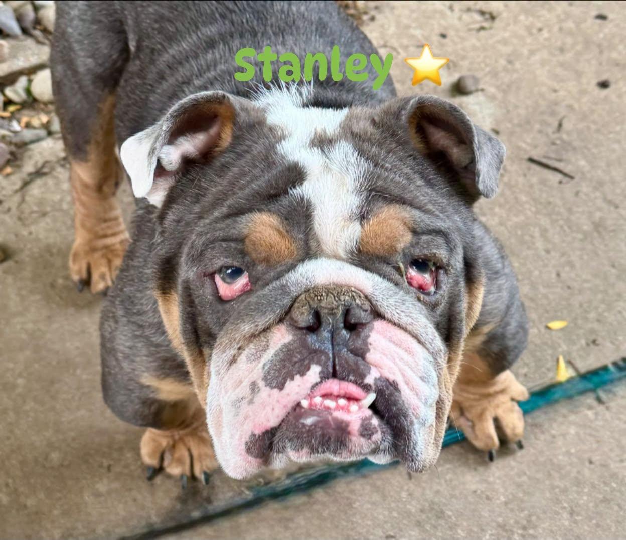 Enlarge Stanley, a Adoptable English Bulldog in Buffalo, NY image 2/2