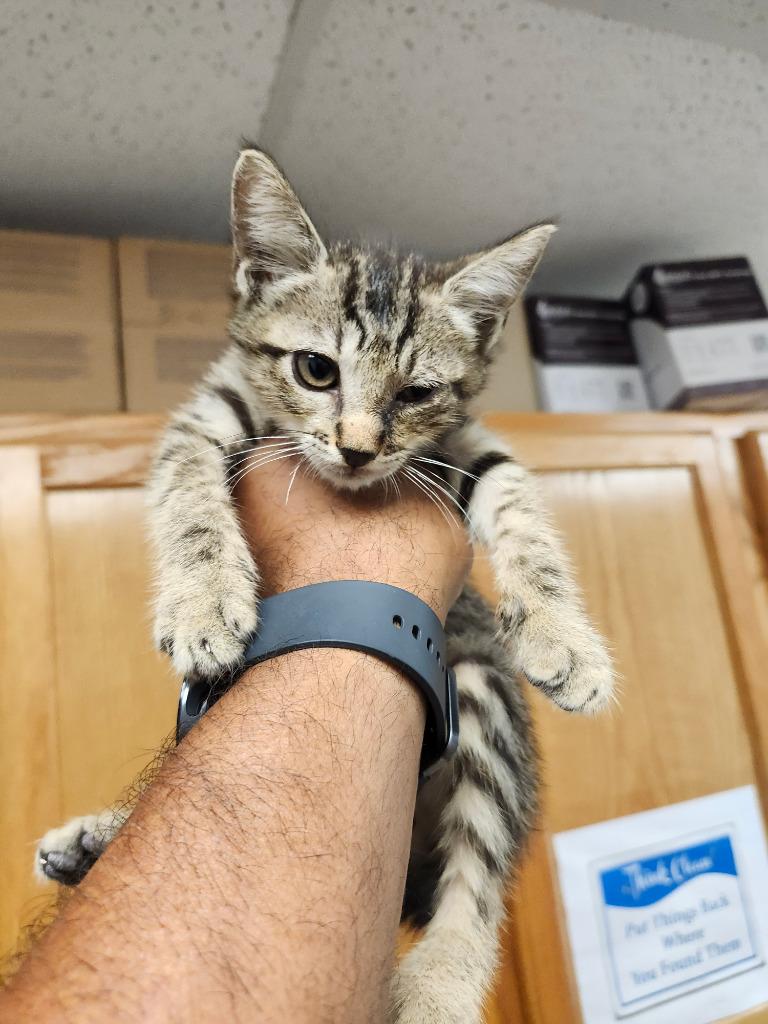 Peanut, Adoptable, Kitten Male Domestic Short Hair.