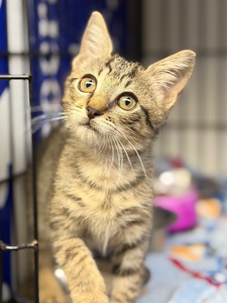 Enlarge Peanut, a Adoptable mixed breed in Lockhart, TX image 2/2