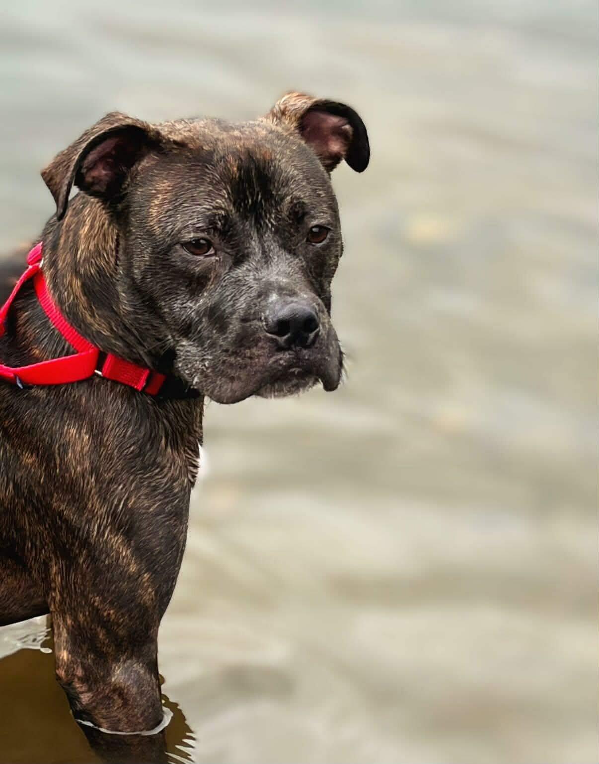 Bruno, Adoptable, Adult Male Pit Bull Terrier.