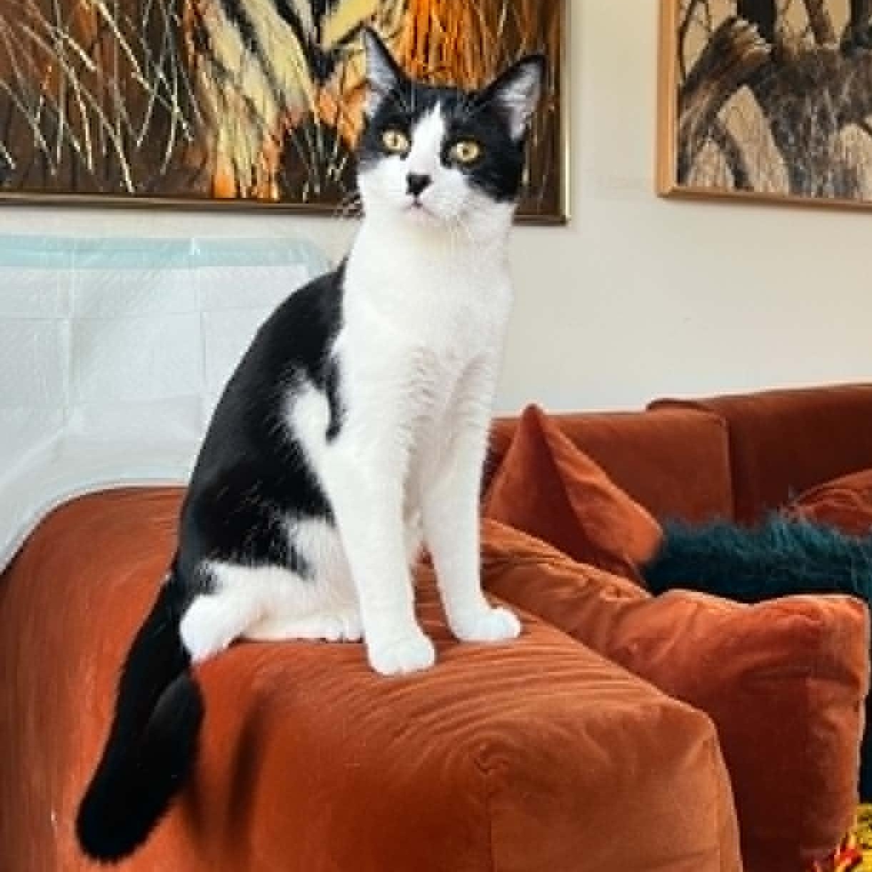 Moochie, a ADOPTABLE Domestic Short Hair in Royal Oak, MI image 2/5