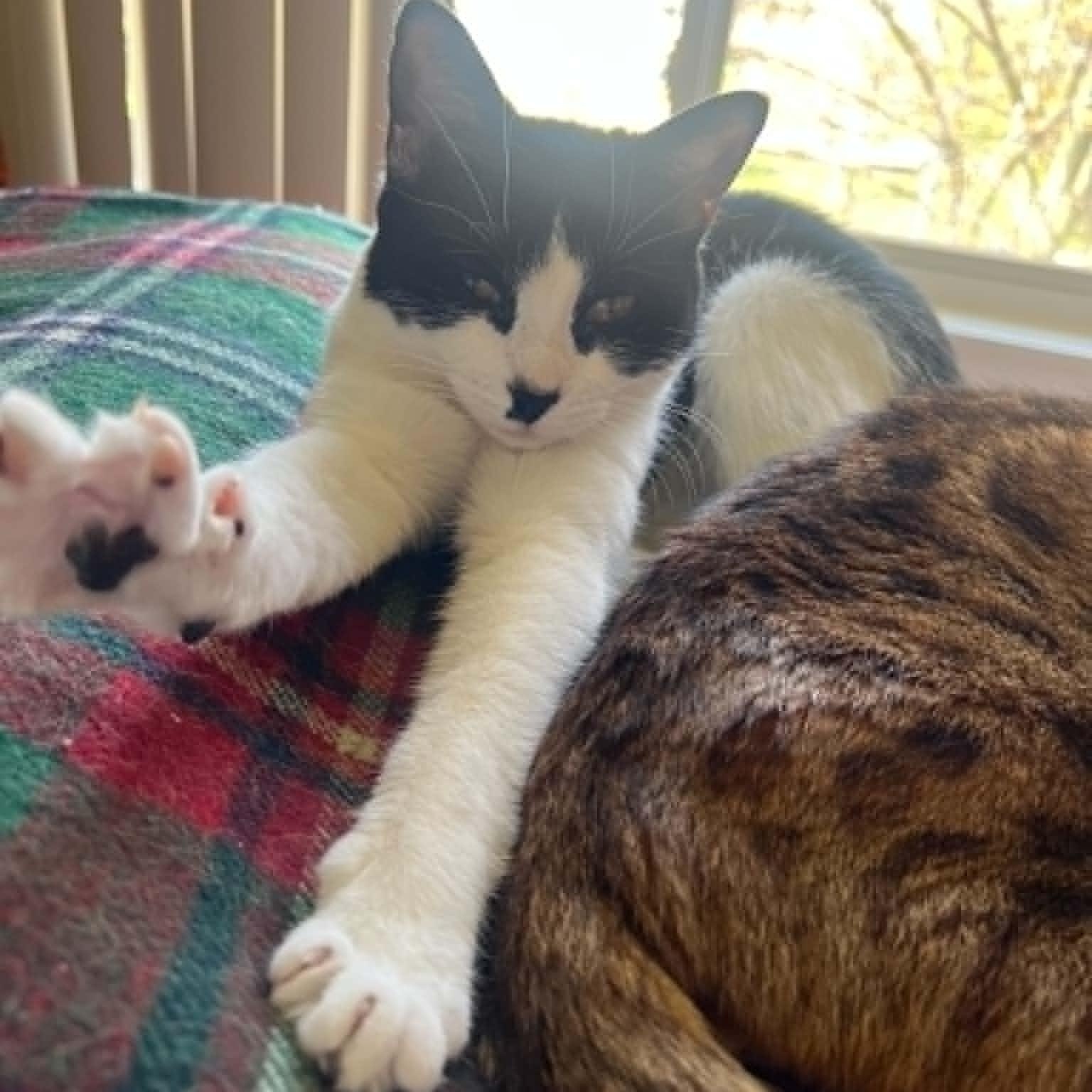 Moochie, ADOPTABLE, Young Female Domestic Short Hair.